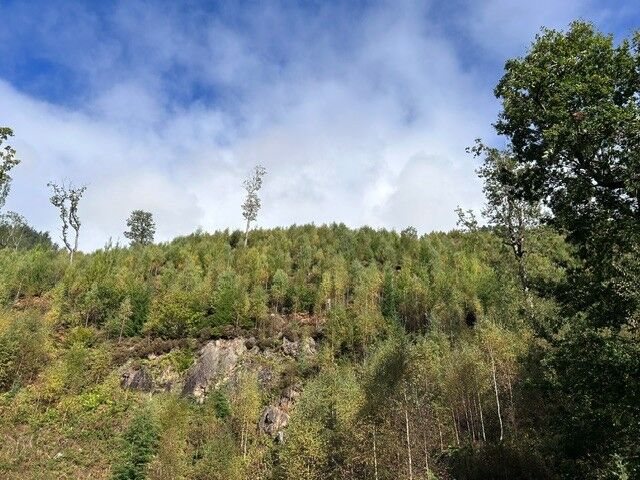 Steep, uneconomic legacy forest: restocked with non-commercial native trees rather than abandoned, in this case by FC/FLS