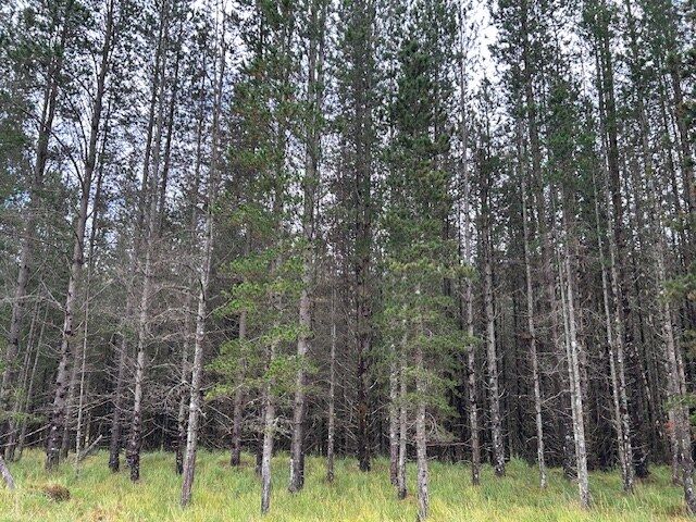 Examples of a mature lodgepole pine crop. Low log production unlikely to be commercially viable after restock costs.